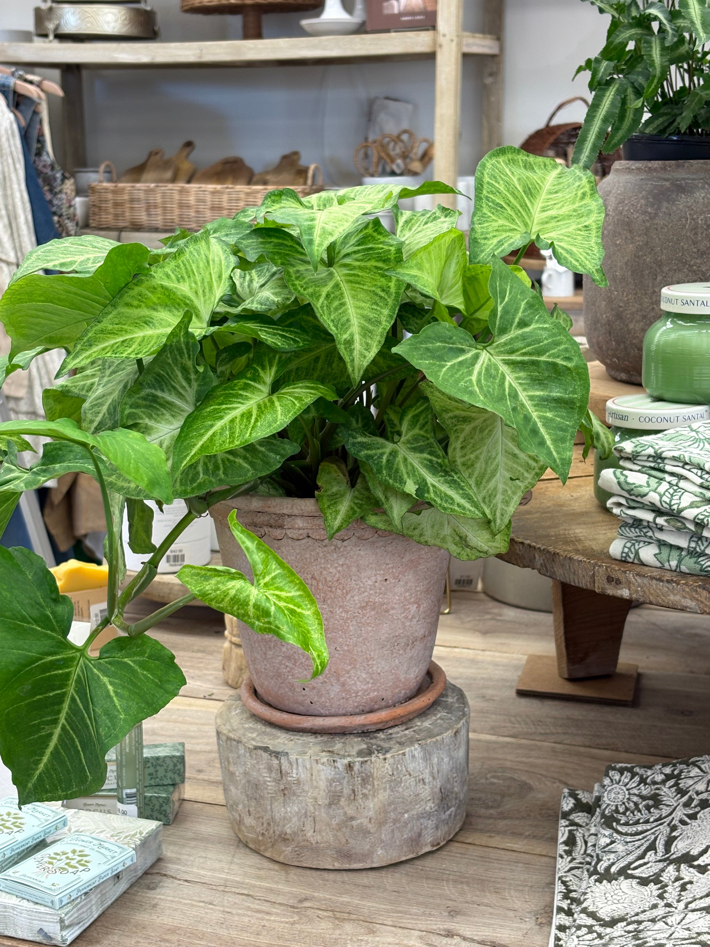 White Butterfly Arrowhead Plant